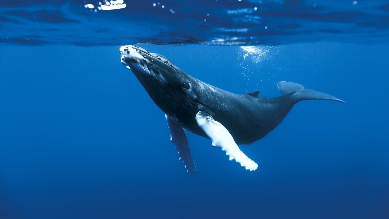 OCÉANS